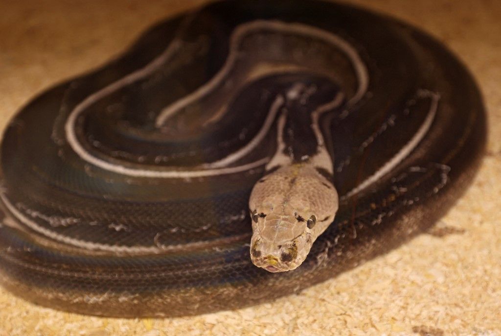 السعودية.. شاب يحترف تهجين الثعابين في منزله