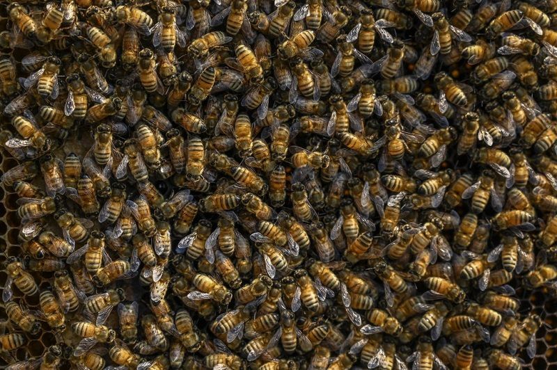 هجرة جماعية للنحل مع مربيها في الجزء الهندي من كشمير بحثاً عن الطقس الدافئ 4 هجرة جماعية للنحل مع مربيها في الجزء الهندي من كشمير بحثاً عن الطقس الدافئ