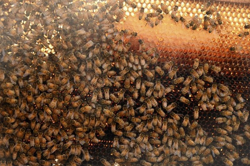 هجرة جماعية للنحل مع مربيها في الجزء الهندي من كشمير بحثاً عن الطقس الدافئ 6 هجرة جماعية للنحل مع مربيها في الجزء الهندي من كشمير بحثاً عن الطقس الدافئ