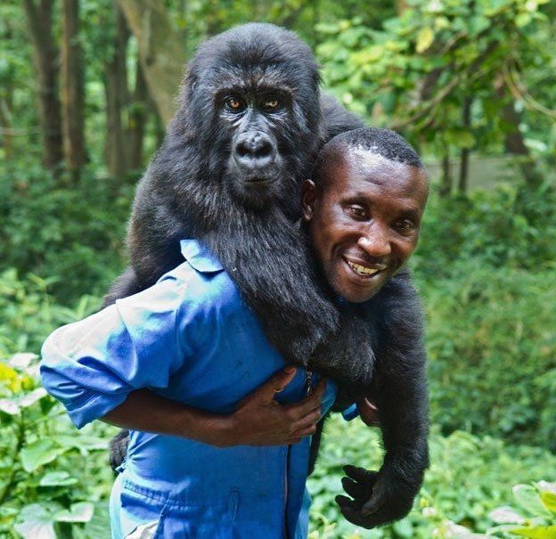 نفوق الغوريلا المحبوبة "نداكاسي".. صاحبة السيلفي الشهير 3 نفوق الغوريلا المحبوبة "نداكاسي".. صاحبة السيلفي الشهير