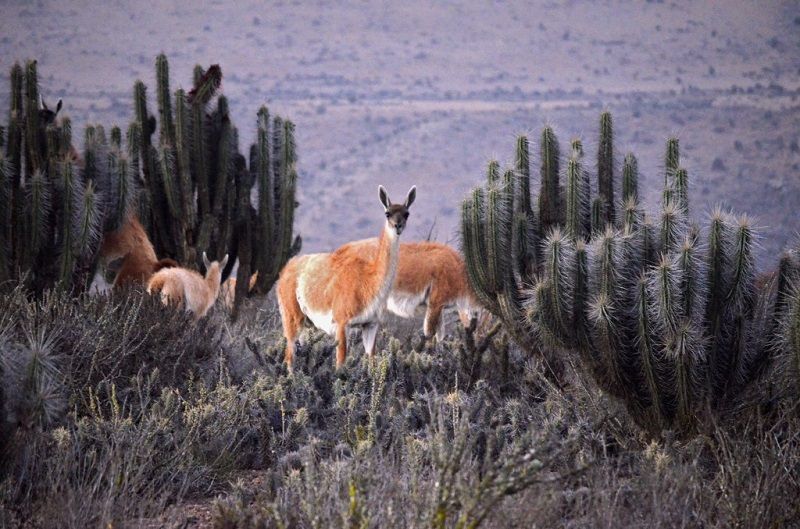 مشروع منجم يهدد ثروة طبيعية في تشيلي