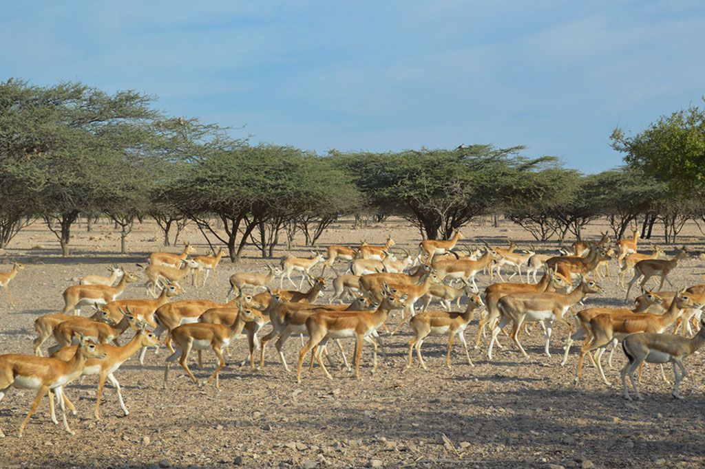 في يوبيلها الذهبي.. تعرف على الإمارات من خلال 50 وجهة يجب أن تزورها 16 في يوبيلها الذهبي.. تعرف على الإمارات من خلال 50 وجهة يجب أن تزورها
