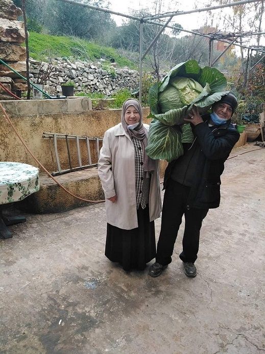 لبنان.. ملفوفة عملاقة تزن ما يقل عن ١٠ كيلوغرامات 1 ملفوفة عملاقة