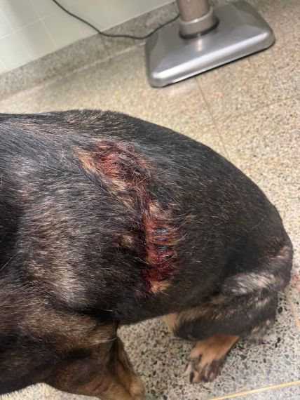 رجل يعض كلبا بوليسيا في كاليفورنيا الأمريكية 1 رجل يعض كلبا بوليسيا في كاليفورنيا الأمريكية