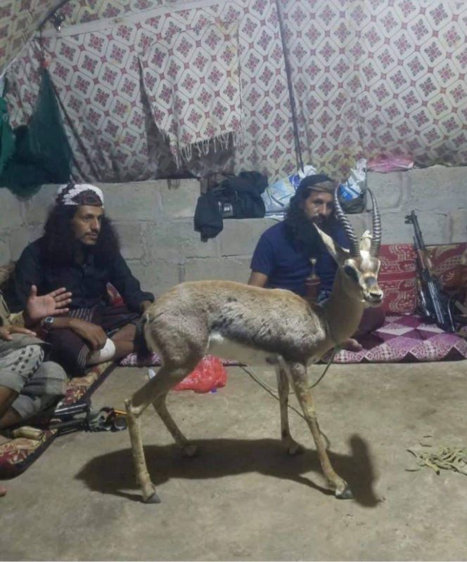 مصدر أمني لـ"أخبار الآن": مقتل ثمانية عناصر من تنظيم القاعدة بالضالع وسط اليمن