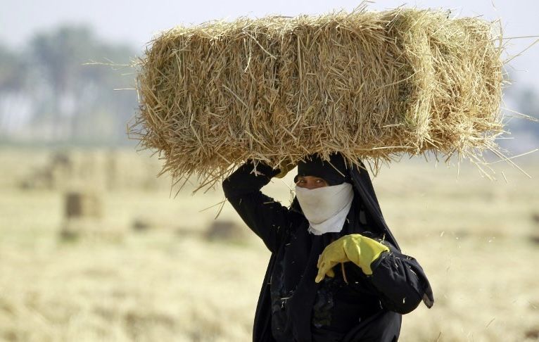 توقف زراعة بعض المحاصيل في العراق جراء أزمة المياه مع إيران 3 توقف زراعة بعض المحاصيل في العراق جراء أزمة المياه مع إيران