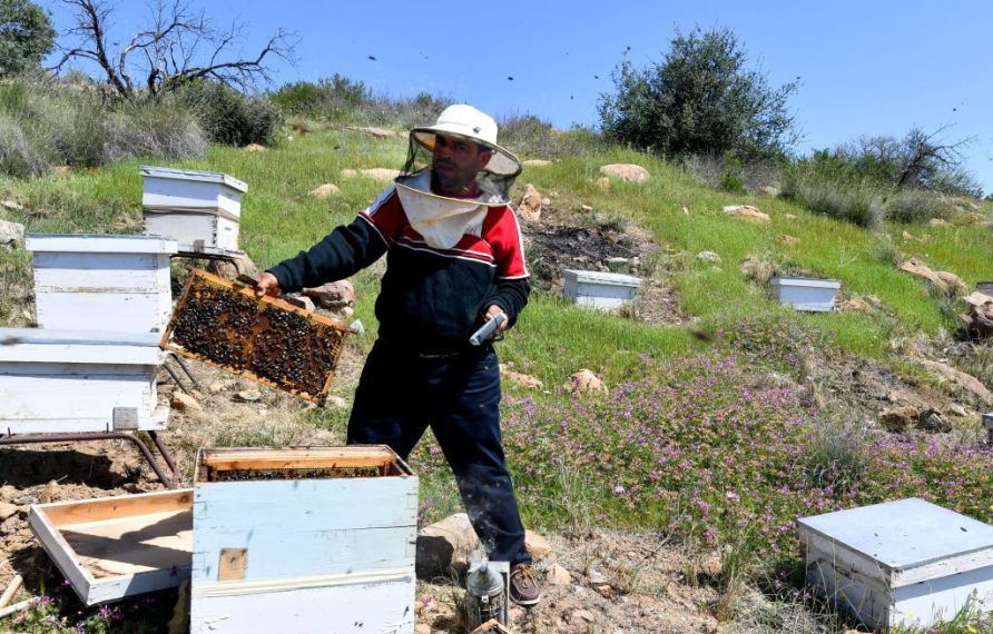 "خلايا ذكية" تساعد على إنقاذ النحل في تونس 7 "خلايا ذكية" تساعد على إنقاذ النحل في تونس