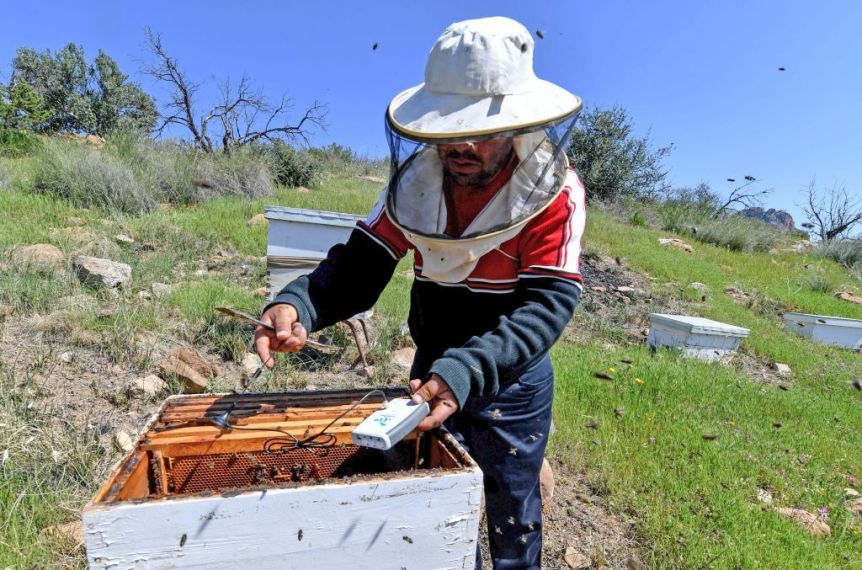 "خلايا ذكية" تساعد على إنقاذ النحل في تونس 2 "خلايا ذكية" تساعد على إنقاذ النحل في تونس