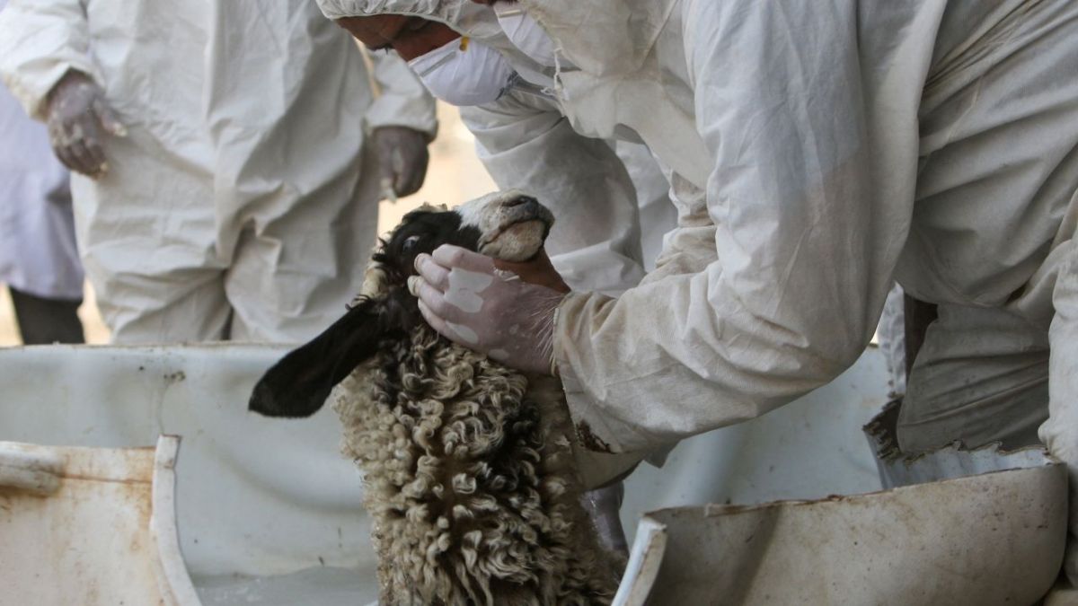 الحمى النزفية في العراق.. الحكومة تحاول تدارك الأسوأ 3 الحمى النزفية في العراق.. الحكومة تحاول تدارك الأسوأ