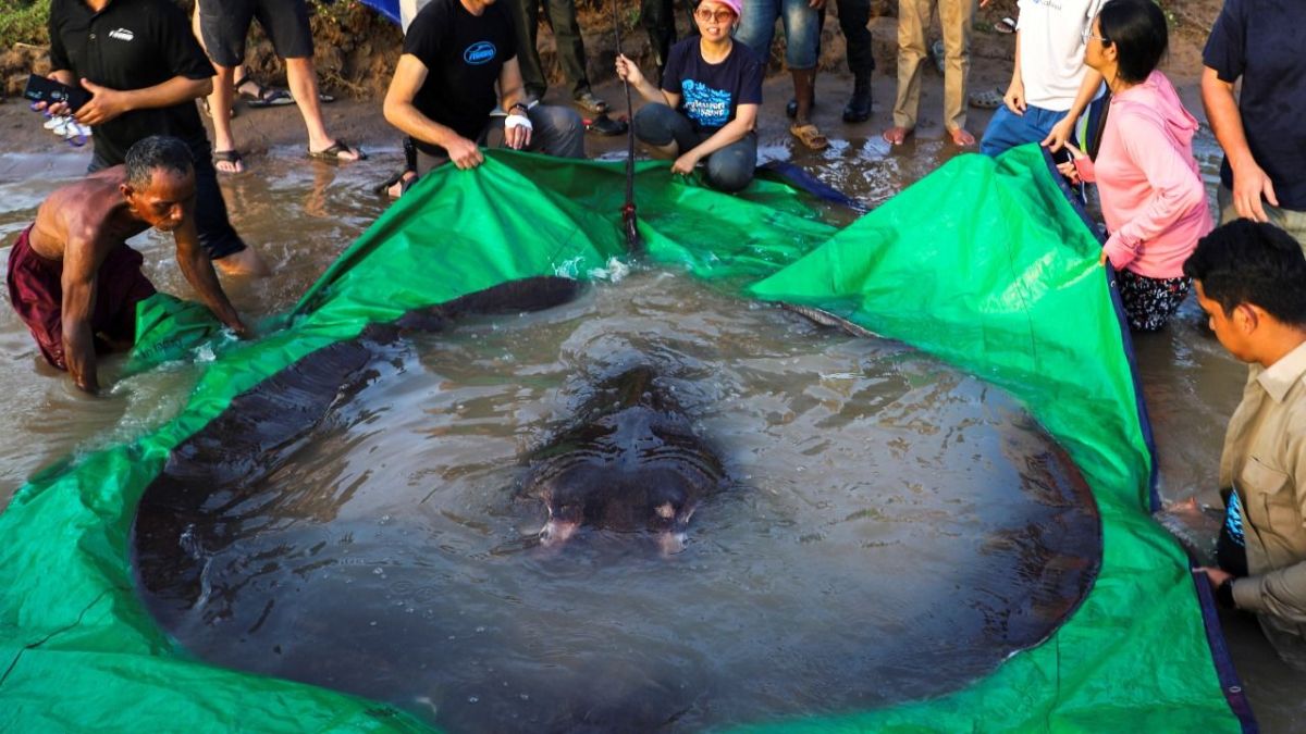 كمبوديا.. اصطياد أكبر أسماك المياه العذبة في العالم