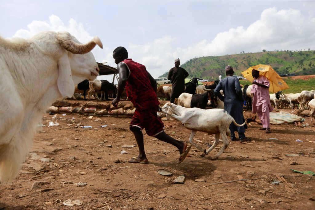 المسلمون يصدمون بارتفاع أسعار الأضاحي