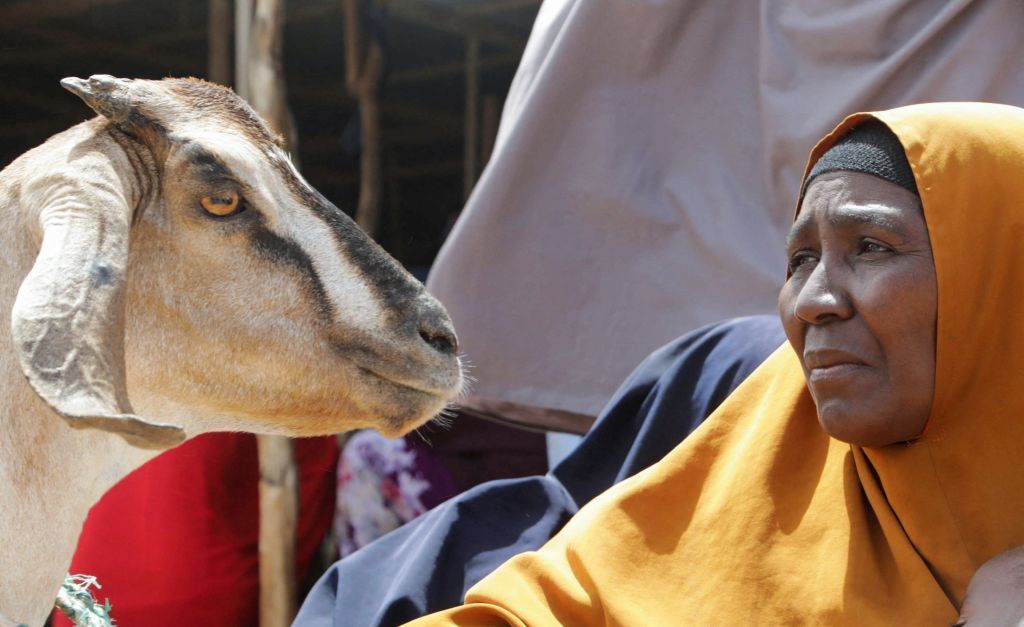 المسلمون يصدمون بارتفاع أسعار الأضاحي