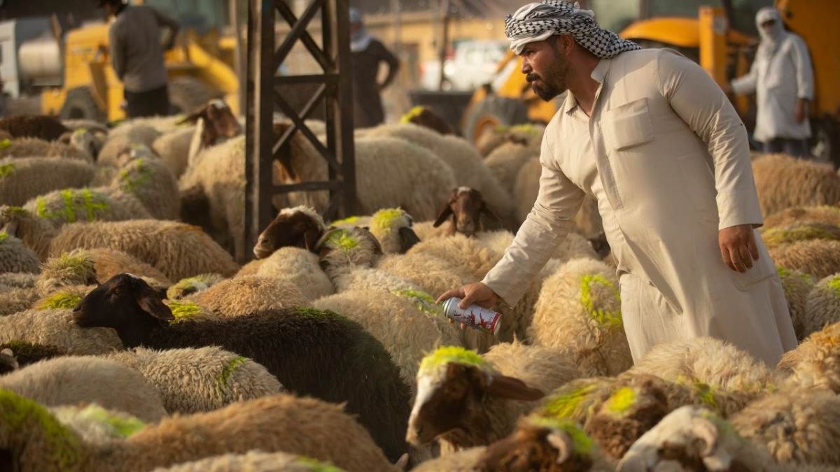 المسلمون يصدمون بارتفاع أسعار الأضاحي