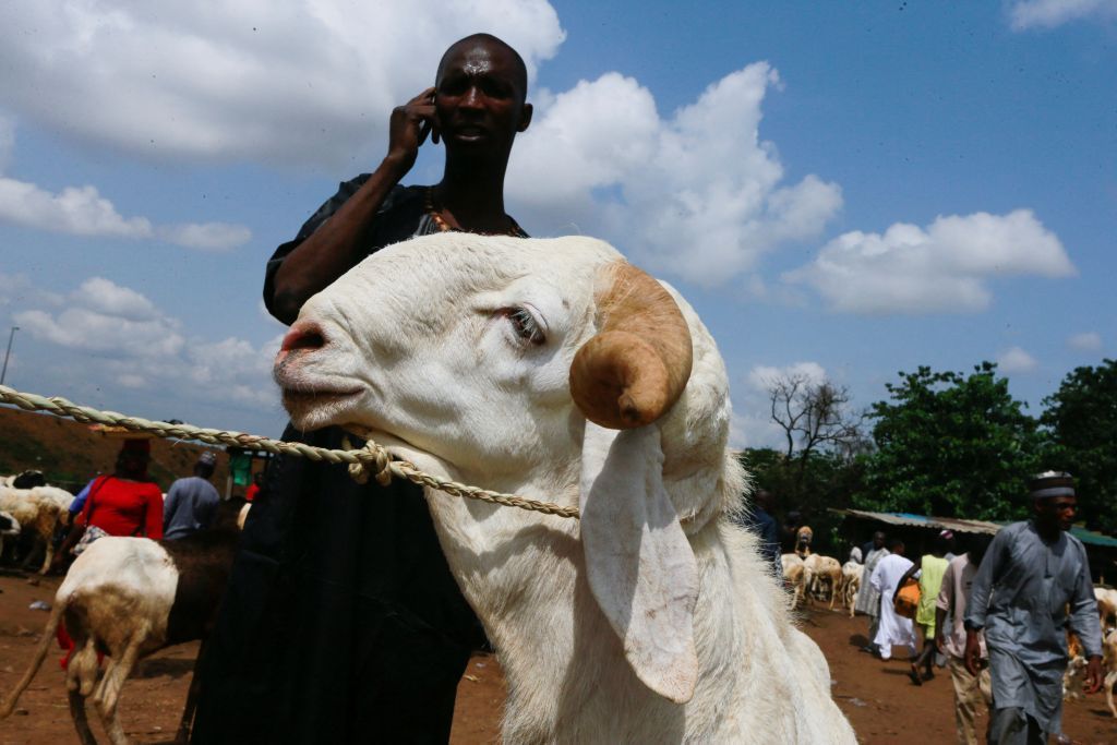 تعرف على شروط الأضحية والمضحي 2 تعرف على شروط الأضحية والمضحي
