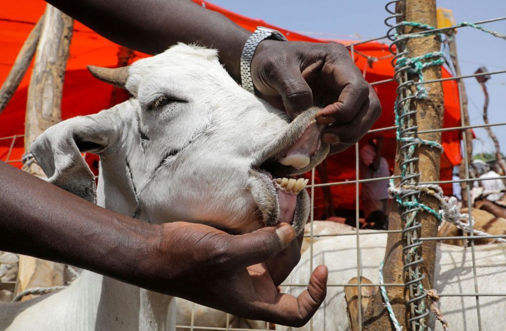 تعرف على شروط الأضحية والمضحي 6 تعرف على شروط الأضحية والمضحي