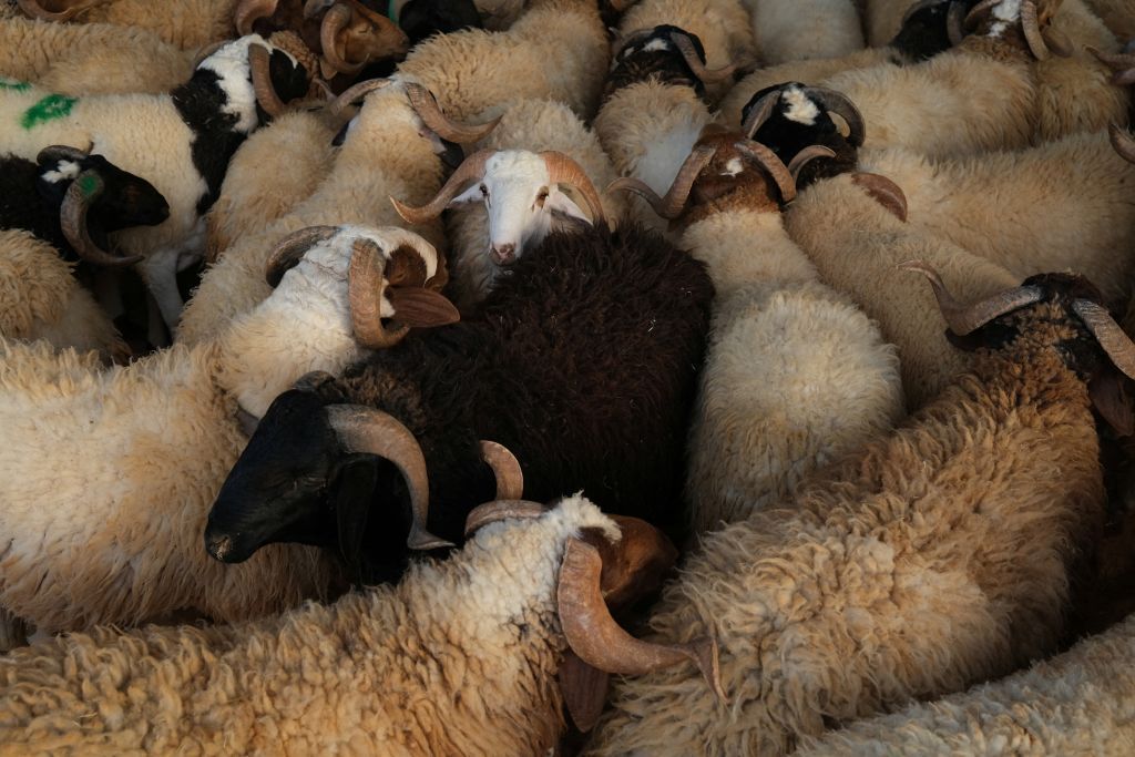 تعرف على شروط الأضحية والمضحي 7 تعرف على شروط الأضحية والمضحي