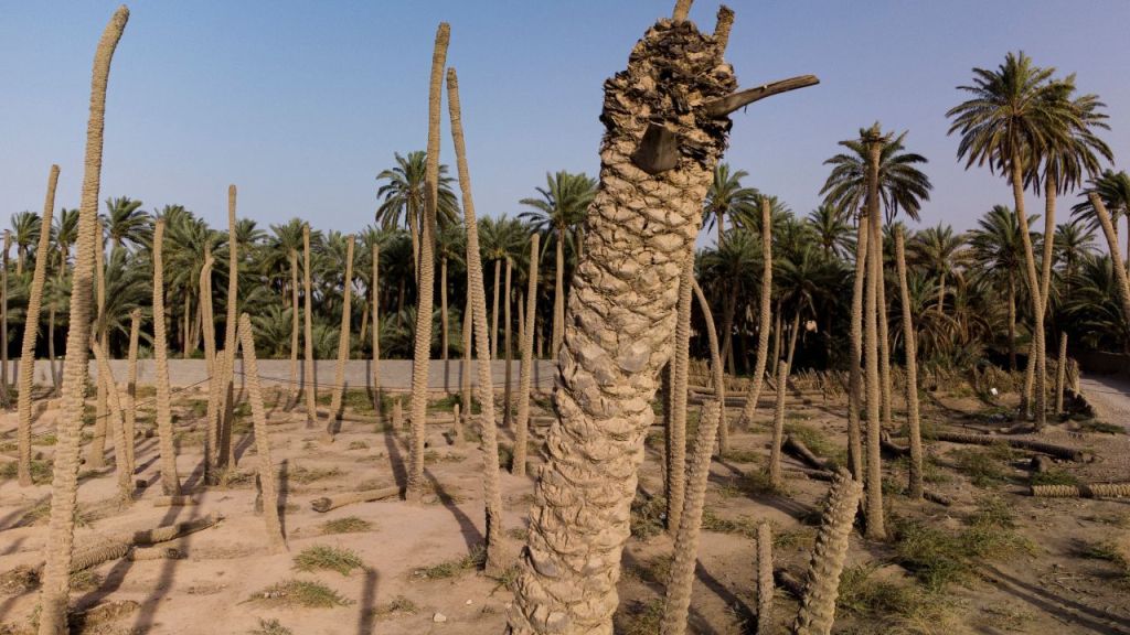 بعد أن كان يسمى سواد العراق..بغداد أمام تحدّي الحفاظ على النخيل