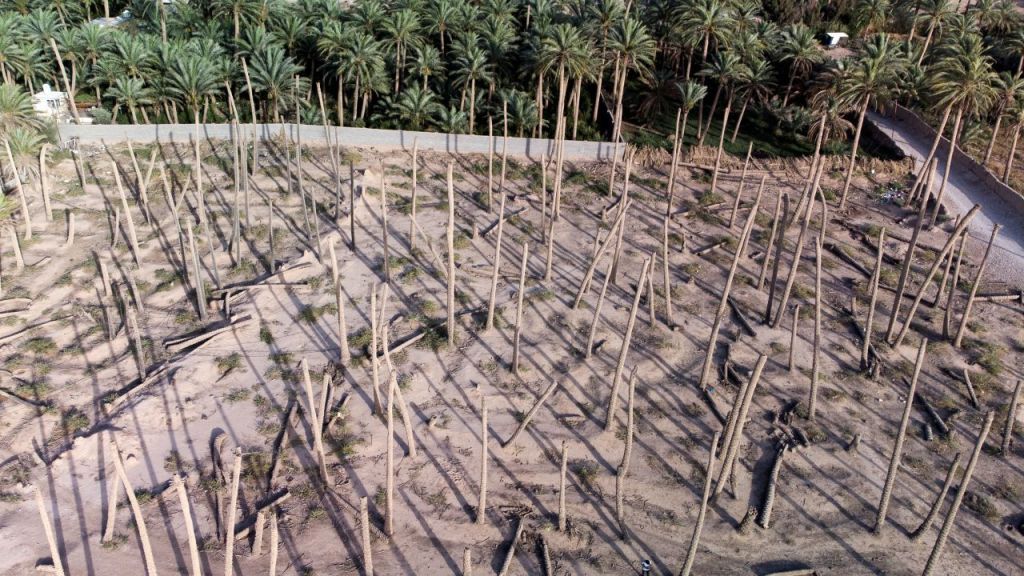 بعد أن كان يسمى سواد العراق..بغداد أمام تحدّي الحفاظ على النخيل