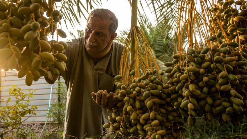 بعد أن كان يسمى سواد العراق..بغداد أمام تحدّي الحفاظ على النخيل