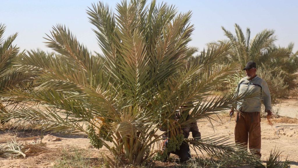 بعد أن كان يسمى سواد العراق..بغداد أمام تحدّي الحفاظ على النخيل