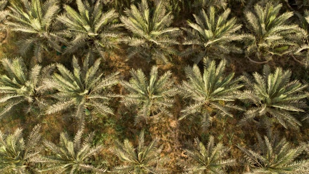 بعد أن كان يسمى سواد العراق..بغداد أمام تحدّي الحفاظ على النخيل