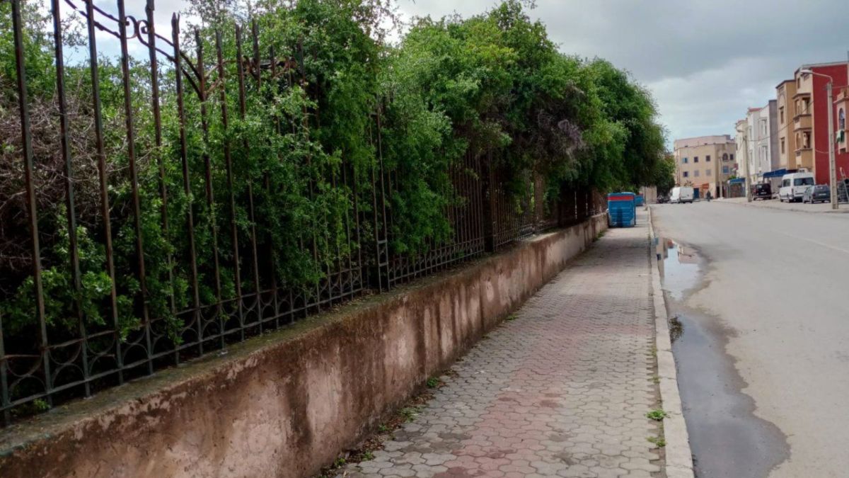 المغرب: الحزام الأخضر بالصويرة.. ثروة بيئية تواجه أزمة المناخ 2 المغرب: الحزام الأخضر بالصويرة.. ثروة بيئية تواجه أزمة المناخ