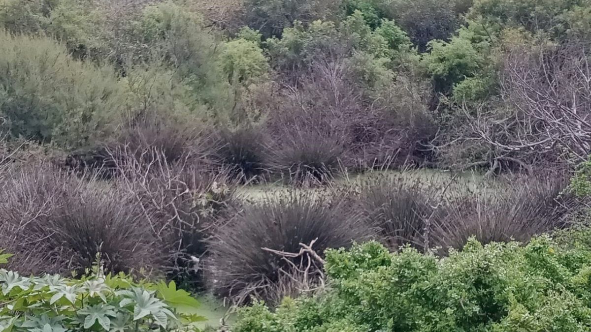 المغرب: الحزام الأخضر بالصويرة.. ثروة بيئية تواجه أزمة المناخ 3 المغرب: الحزام الأخضر بالصويرة.. ثروة بيئية تواجه أزمة المناخ