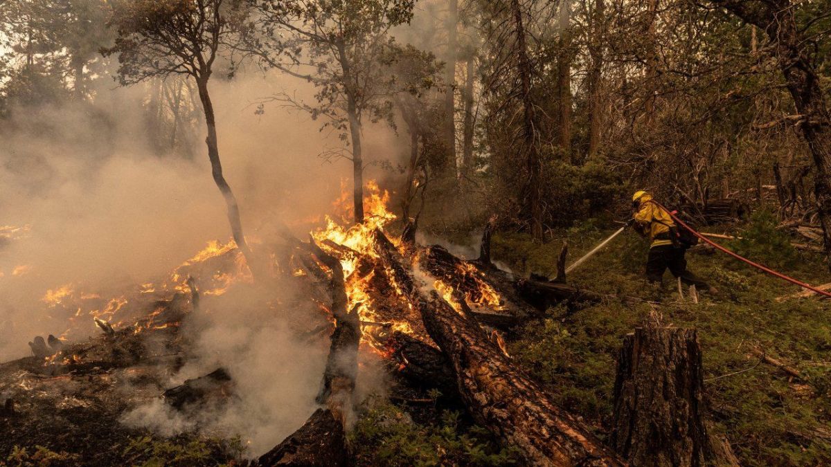 بالصور.. حرائق غابات تأتي على آلاف الهكتارات