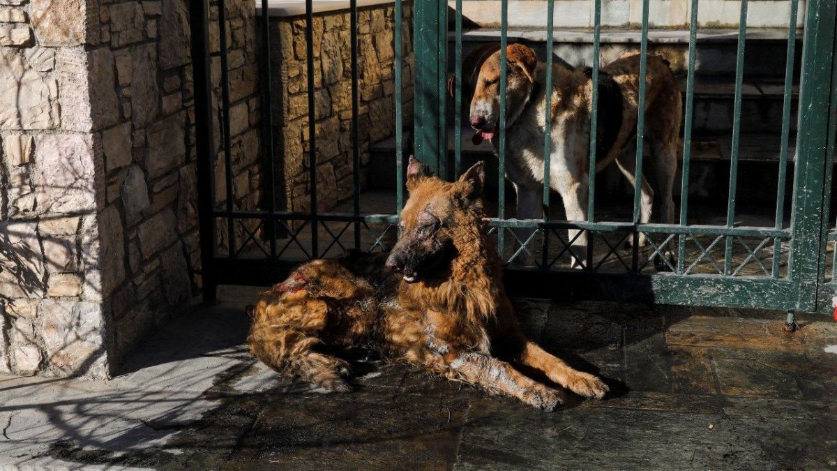 بالصور.. حرائق غابات تأتي على آلاف الهكتارات