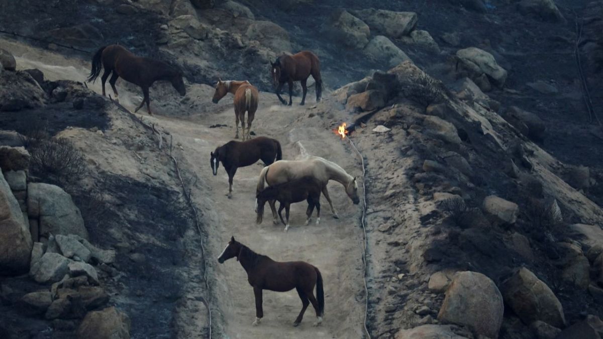 حرائق كاليفورنيا تتمدد إلى جبال في وسط الولاية الأمريكية