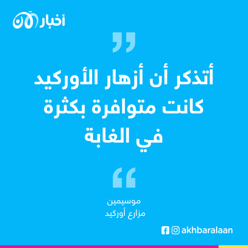 إندونيسي يحاول إنقاذ أزهار الأوركيد بعدما "خنقتها" الحمم البركانية