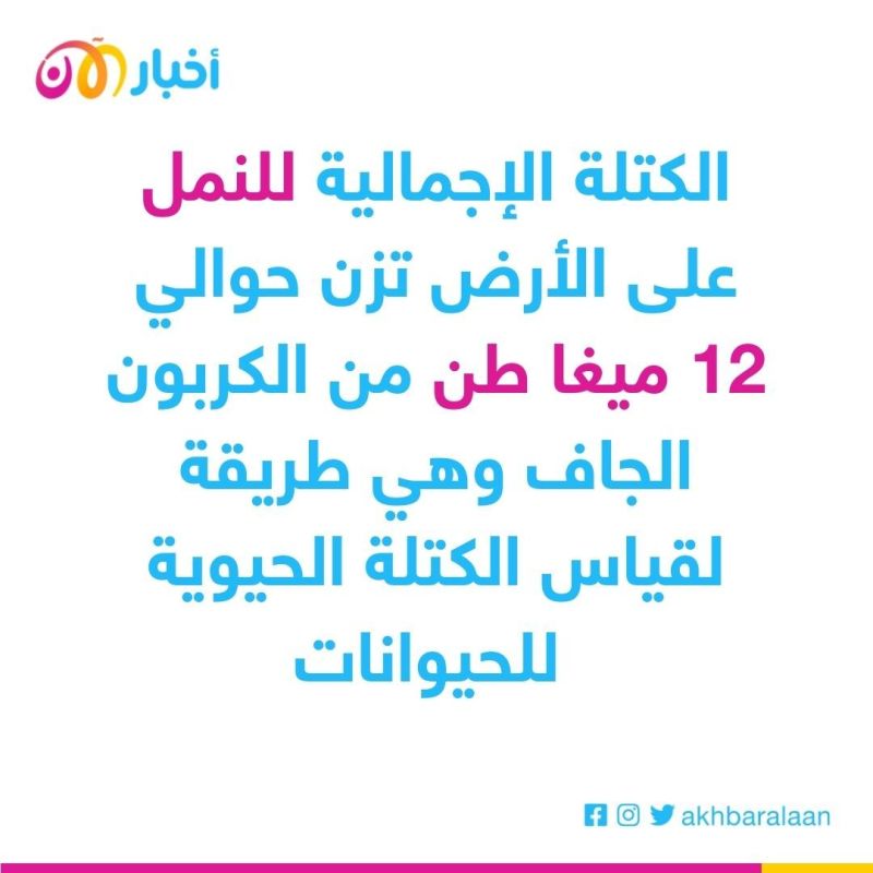 رقم مهول.. علماء يكشفون عدد النّمل في العالم