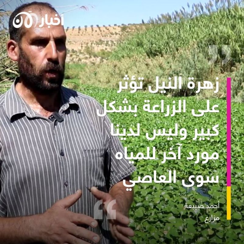 نبتة زهرة النيل تغزو نهر العاصي شمال غرب سوريا 1 نبتة زهرة النيل تغزو نهر العاصي شمال غرب سوريا