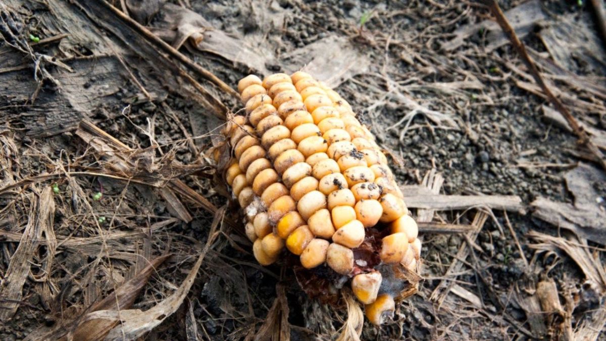 الأمم المتحدة تضع على الطاولة 5 طرق للتعامل مع أزمة المناخ 3 الأمم المتحدة تضع على الطاولة 5 طرق للتعامل مع أزمة المناخ