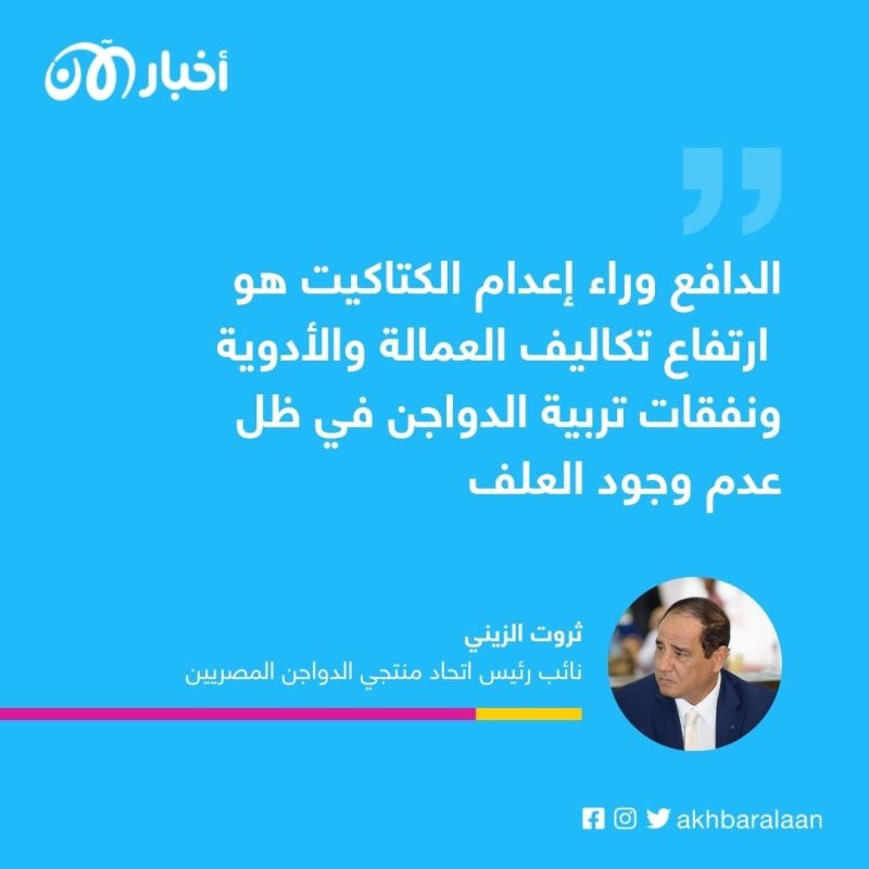 إعدام الكتاكيت.. كيف غير الغزو الروسي لأوكرانيا صناعة الدواجن في مصر؟