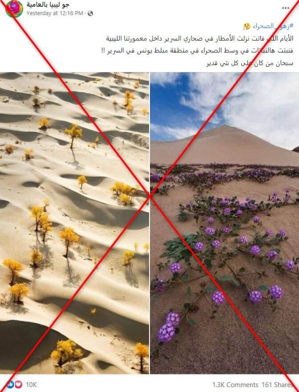 زهور رائعة في صحراء ليبيا.. ما حقيقة الصور المتداولة؟