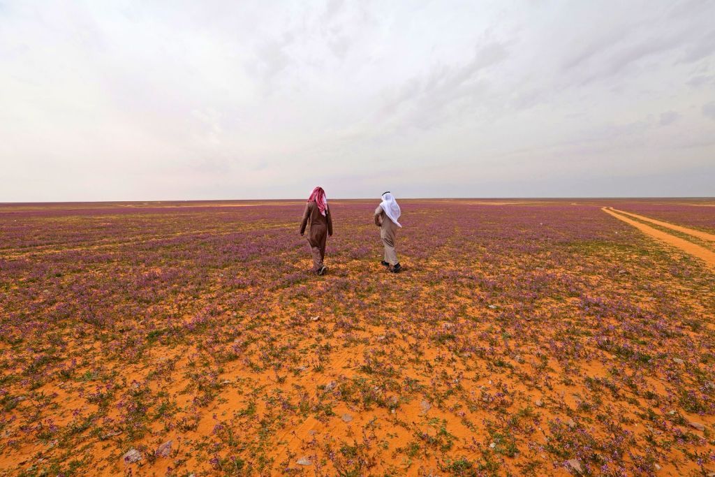 "كأنك في جنة".. صحراء السعودية تتحول إلى اللون الأرجواني