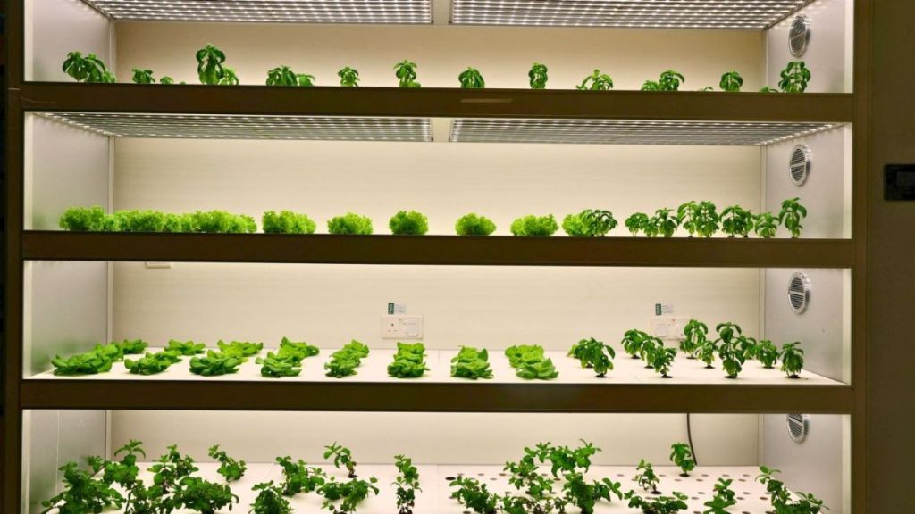 بمزرعة مائية وفساتين مستدامة.. تلاميذ بالإمارات يحملون لواء الدفاع عن البيئة