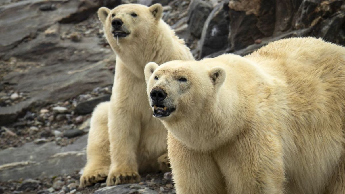 دببة النرويج تجعل "مهمة" توم كروز "مستحيلة" 2 دببة النرويج تجعل "مهمة" توم كروز "مستحيلة"