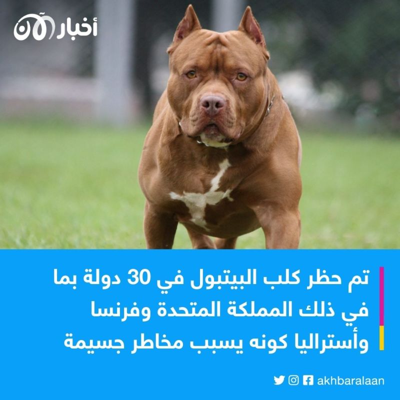 بعدما تسبب في وفاة شخص بمصر.. ما هي مخاطر كلب ”البيتبول“؟ 1 بعدما تسبب في وفاة شخص بمصر.. ما هي مخاطر كلب ”البيتبول“؟