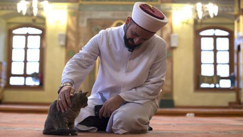 مصطفى إيفي.. إمام تركي يسمح للقطط الضالة بالعيش في المسجد