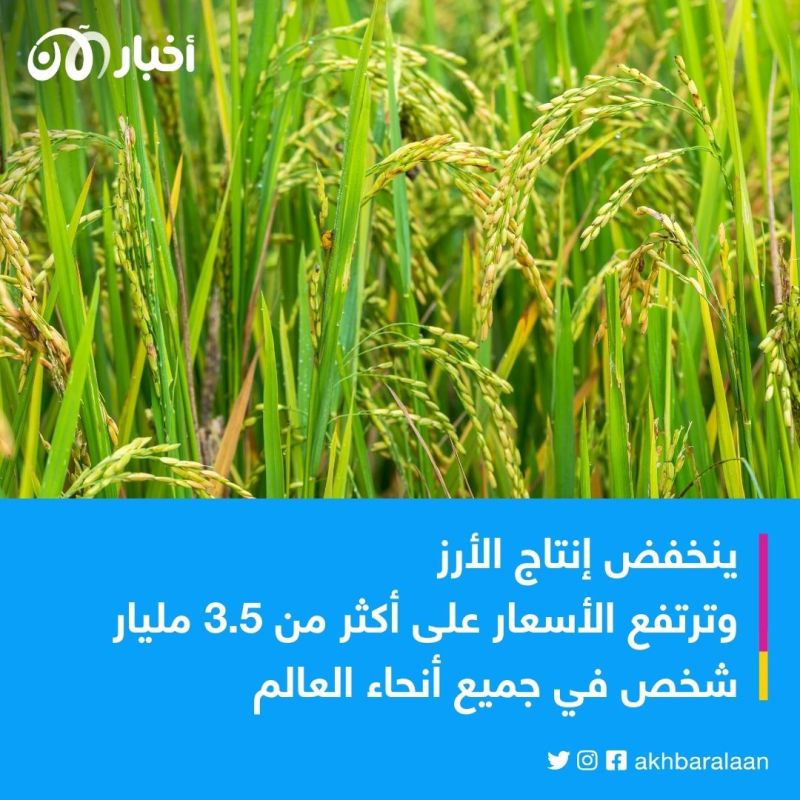 أكبر عجز منذ 20 عامًا.. هل تتأثر بلدك بأزمة الأرز العالمية؟