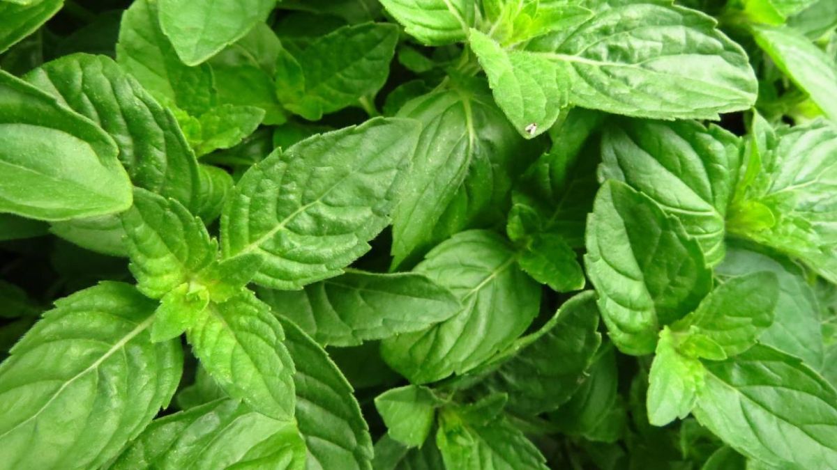 نبات الريحان 