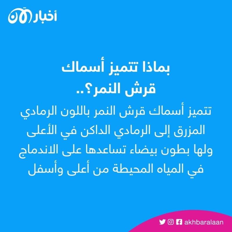 أضاحي الحج ... سبب غريب لهجوم سمكة القرش على السائح الروسي