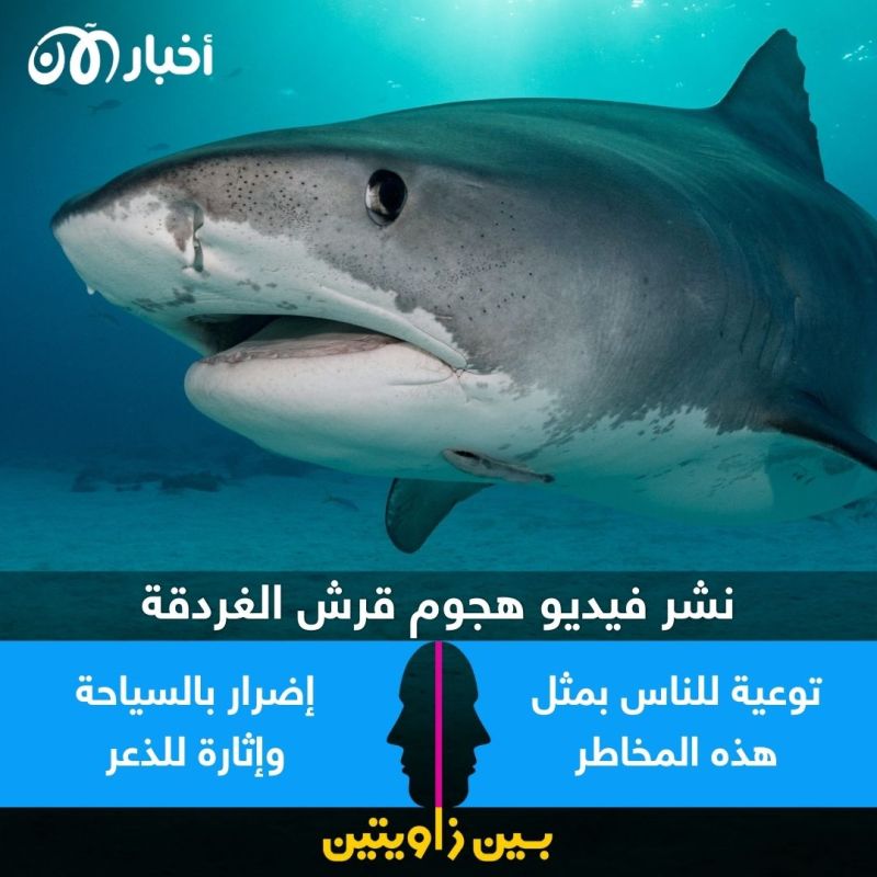 بين زاويتين | نشر فيديو قرش الغردقة.. توعية بالمخاطر أم إضرار بالسياحة؟ 2 بين زاويتين | نشر فيديو قرش الغردقة.. توعية بالمخاطر أم إضرار بالسياحة؟