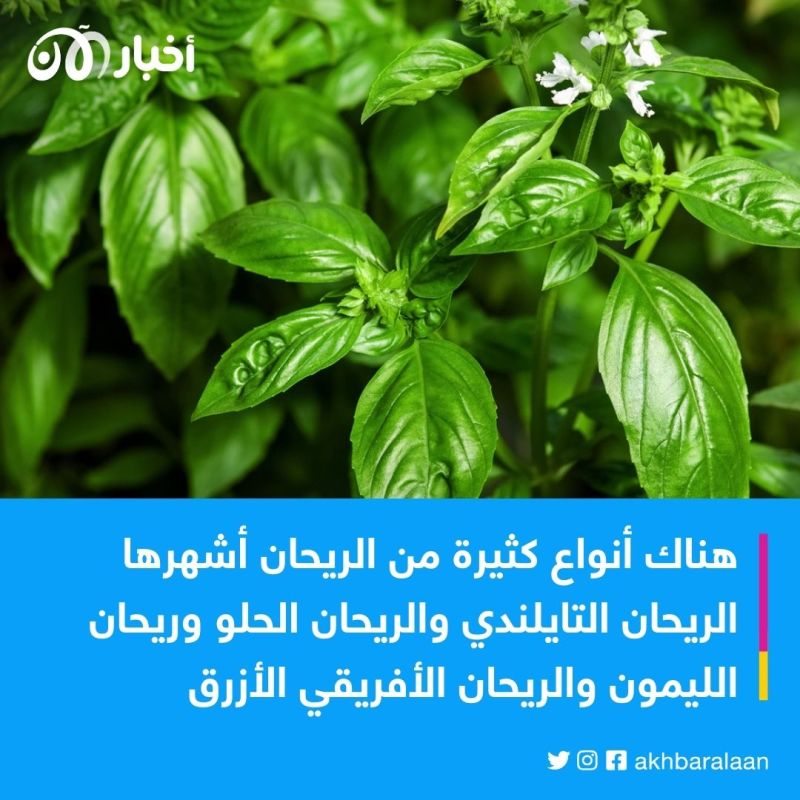 كل ما تحتاج لمعرفته عن الفرق بين الريحان والنعناع