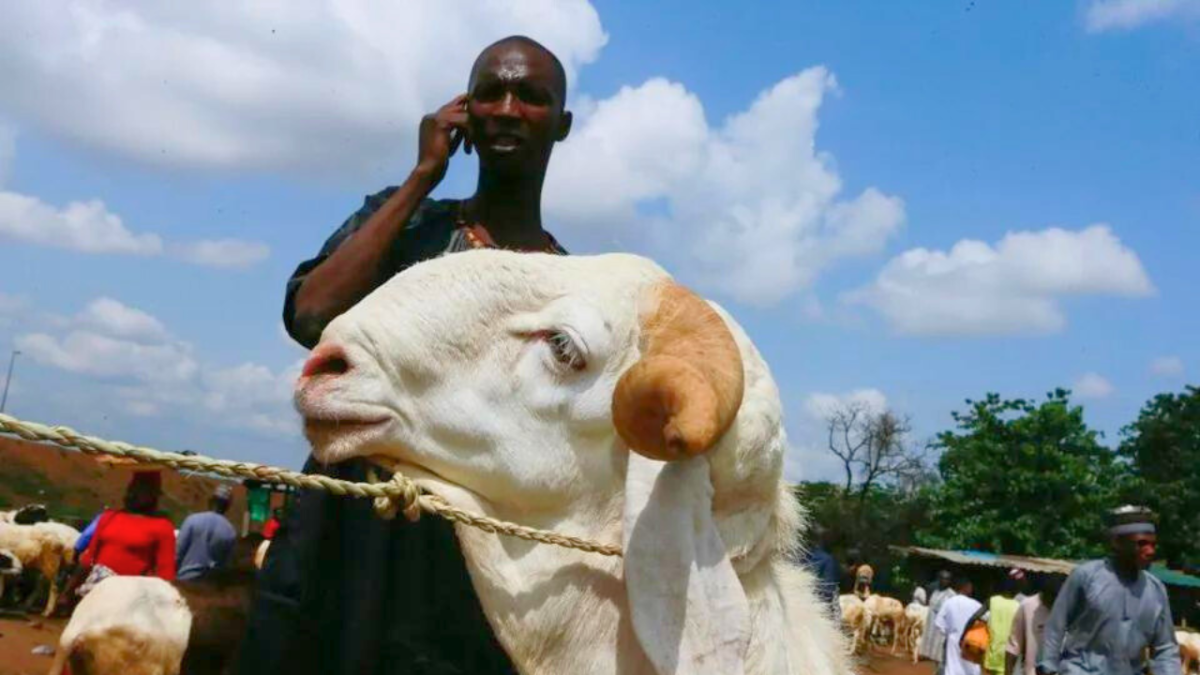 مع اقتراب العيد.. تعرف على شروط الأضحية والمضحي