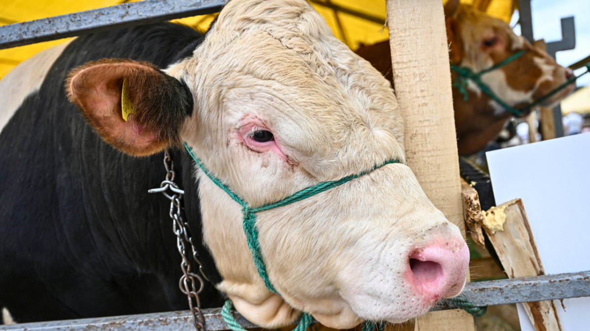 مع اقتراب العيد.. تعرف على شروط الأضحية والمضحي