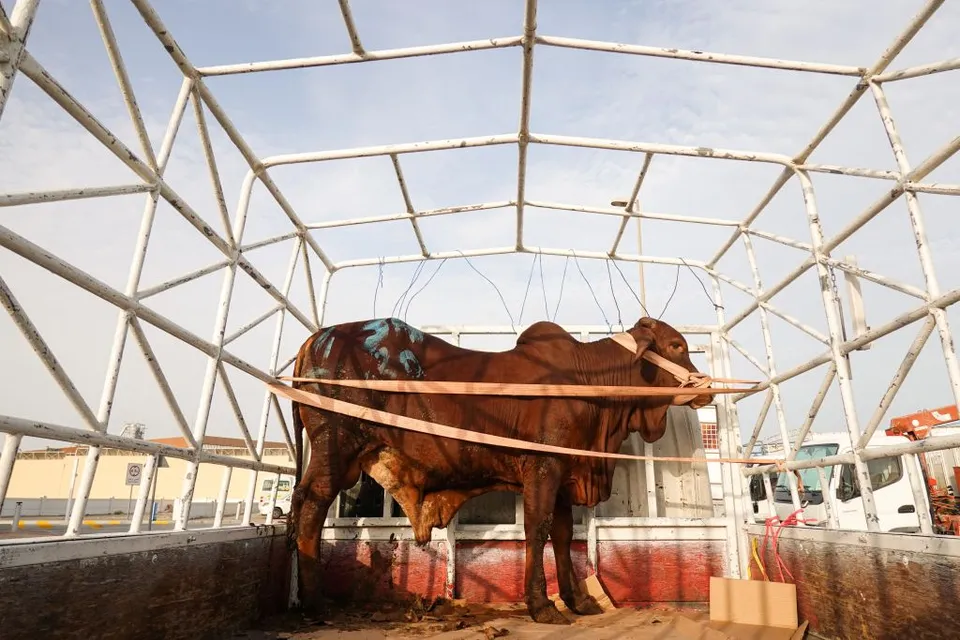 مع اقتراب العيد.. تعرف على شروط الأضحية والمضحي