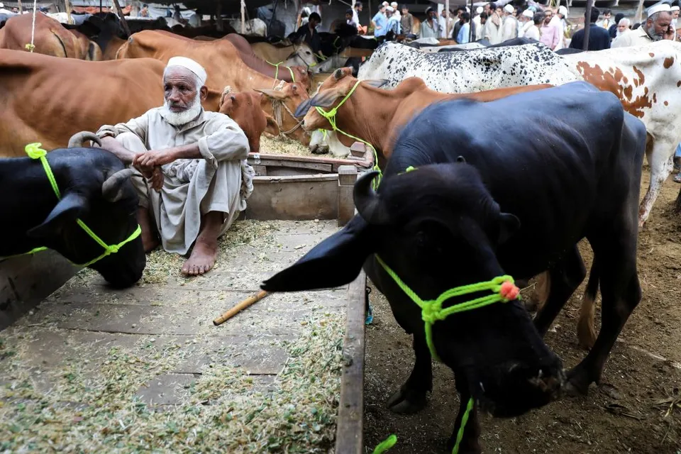 مع اقتراب العيد.. تعرف على شروط الأضحية والمضحي